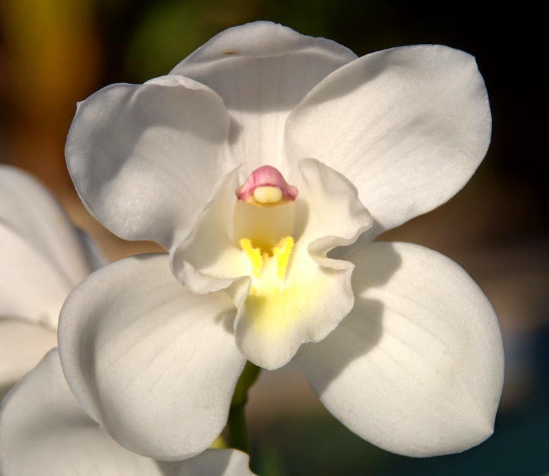 Organic Garden Dreams White Cymbidium Orchids
