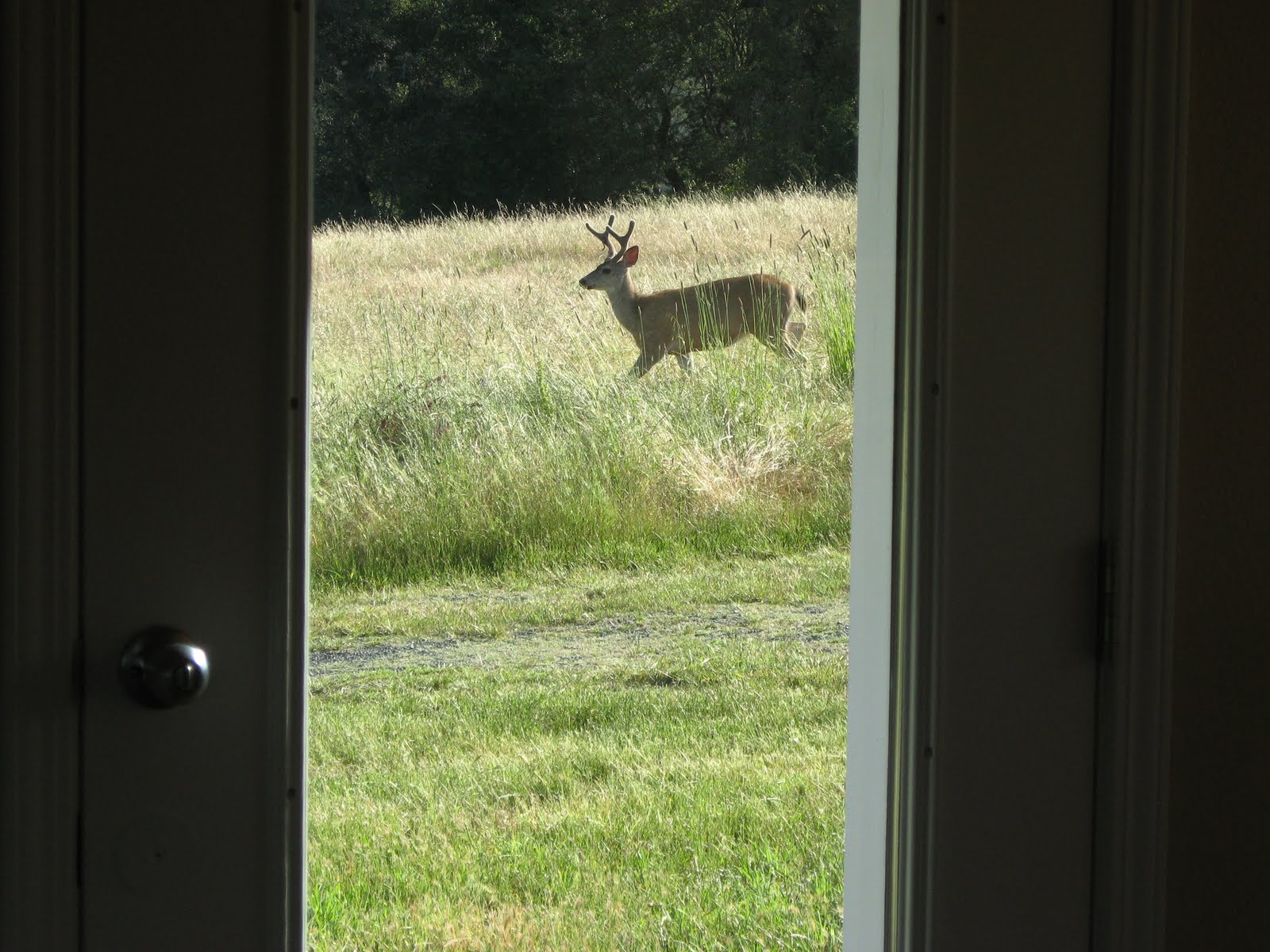 Beyond the Quail Two Quails Roosting in Wine Country, Part 2