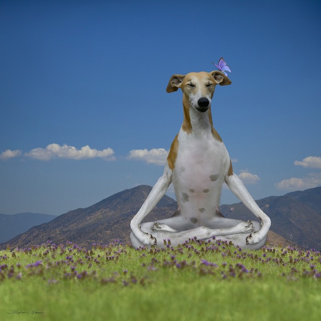 funny+Meditating+Dog2.jpg