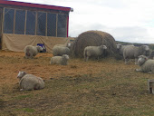 Ewes by the Hay Bale