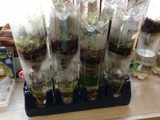 The ecocolumns are sitting in a soda bottle holder to keep them sturdy.
