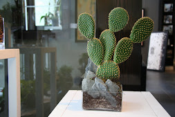 Cactus et ardoise