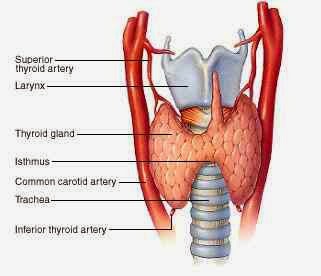 thyroid-gland.jpg