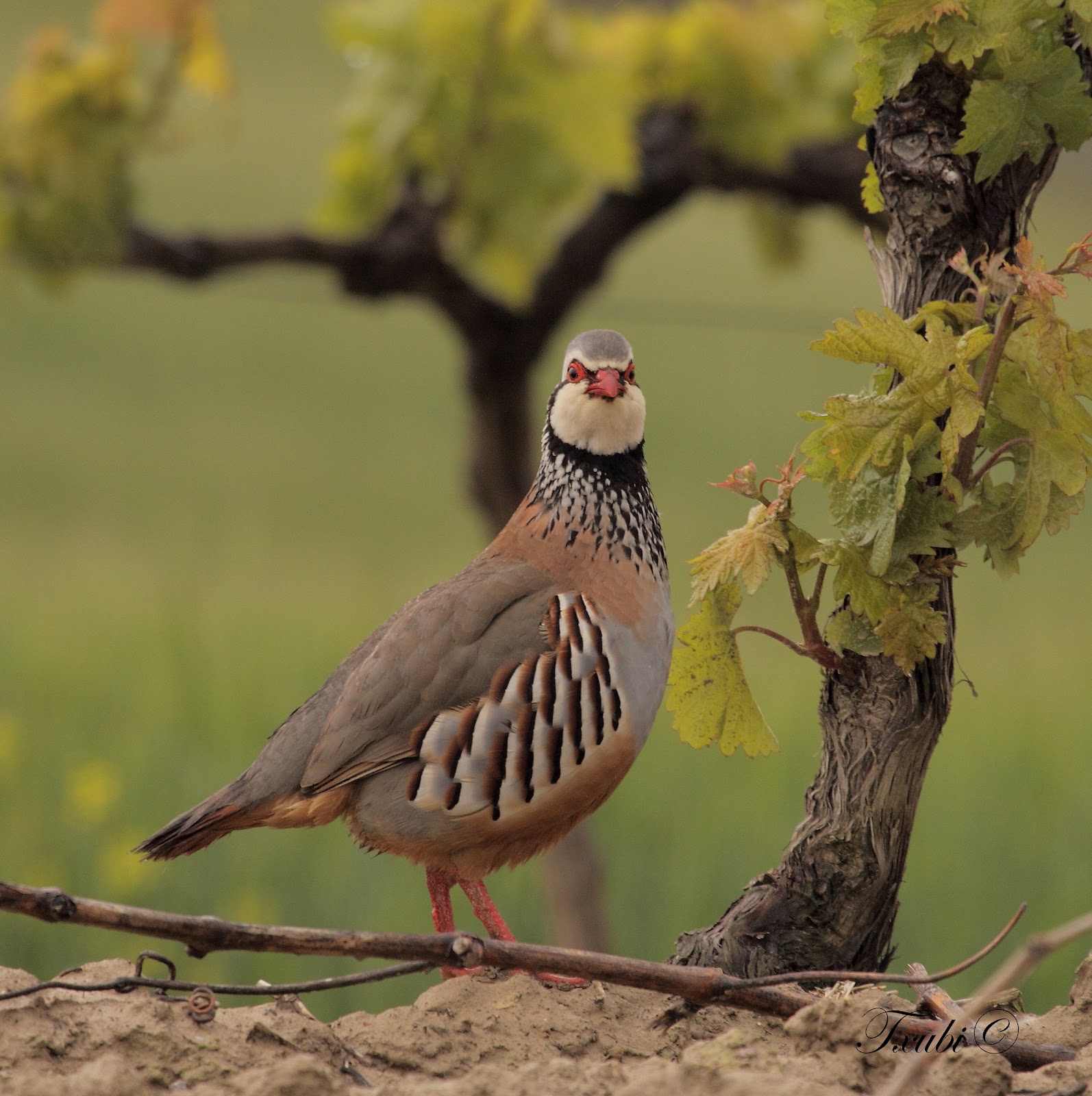 Aves Txubi . Natura viva Perdiz