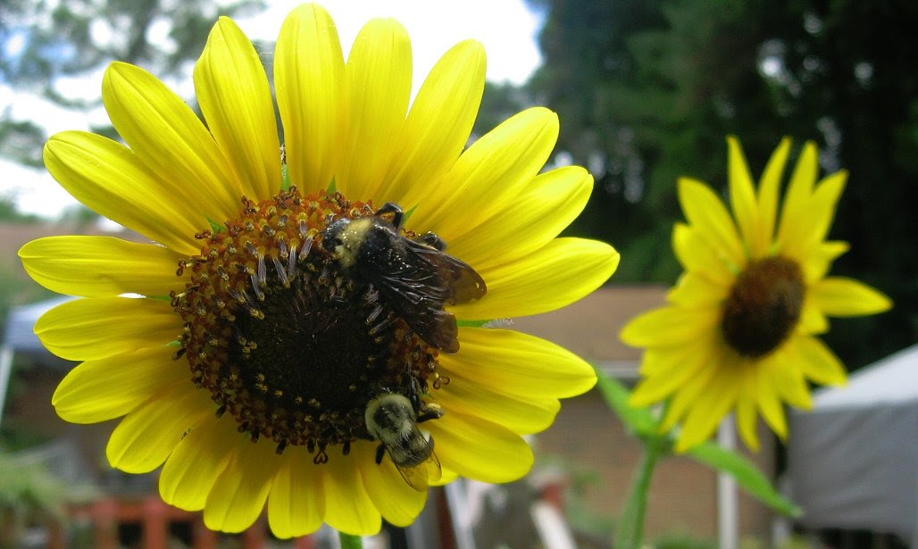 Plants & Such Bees on Sunflowers