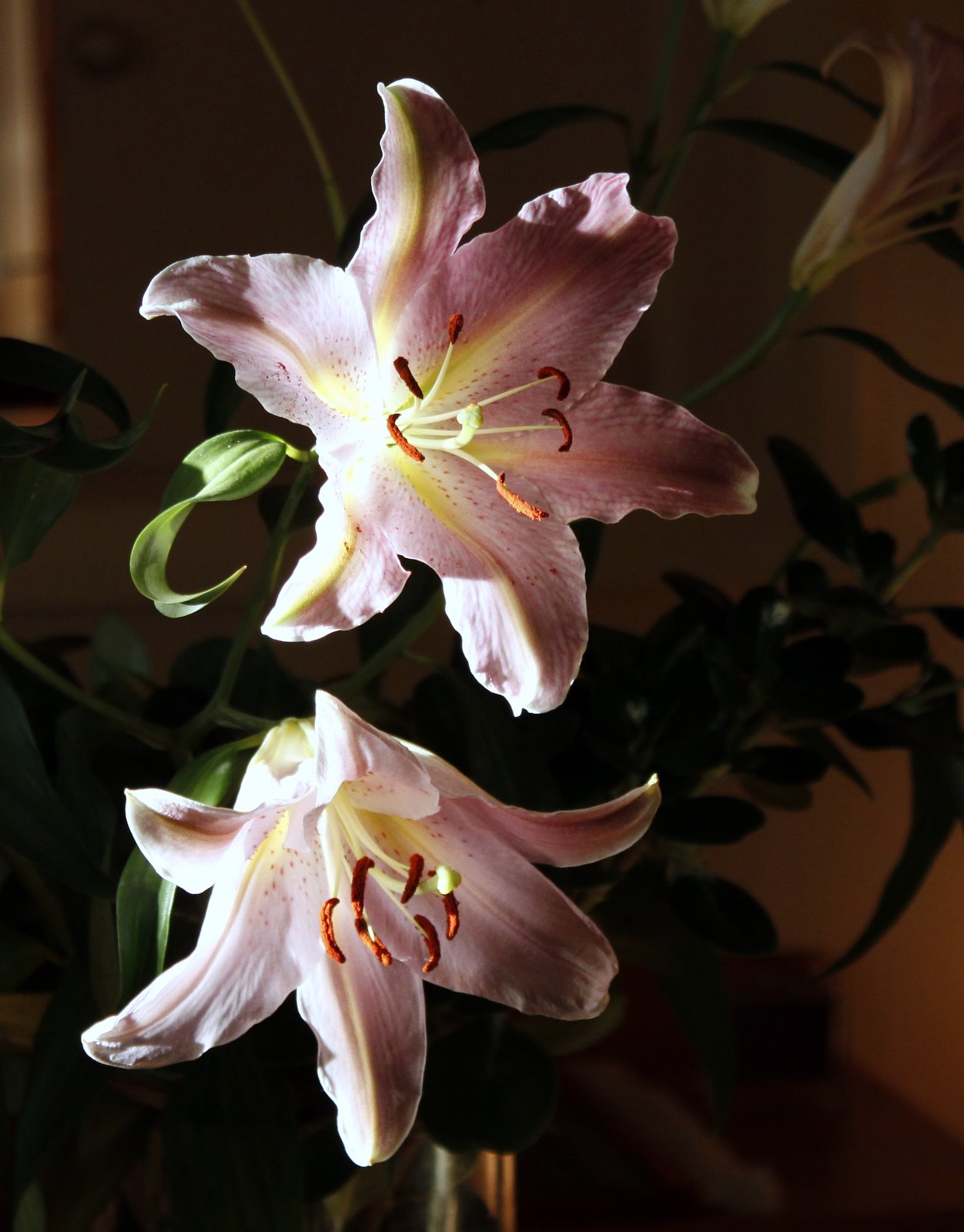 Mercia Pink St. Joseph Lilies