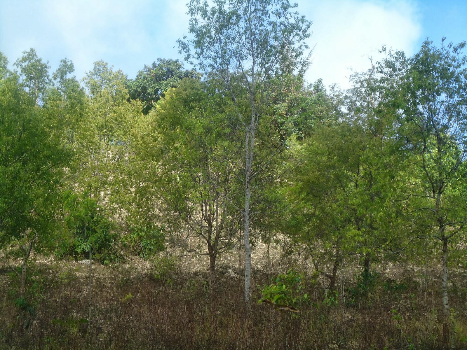 Iliomar AiKameli iha Sub.Distrito Iliomar