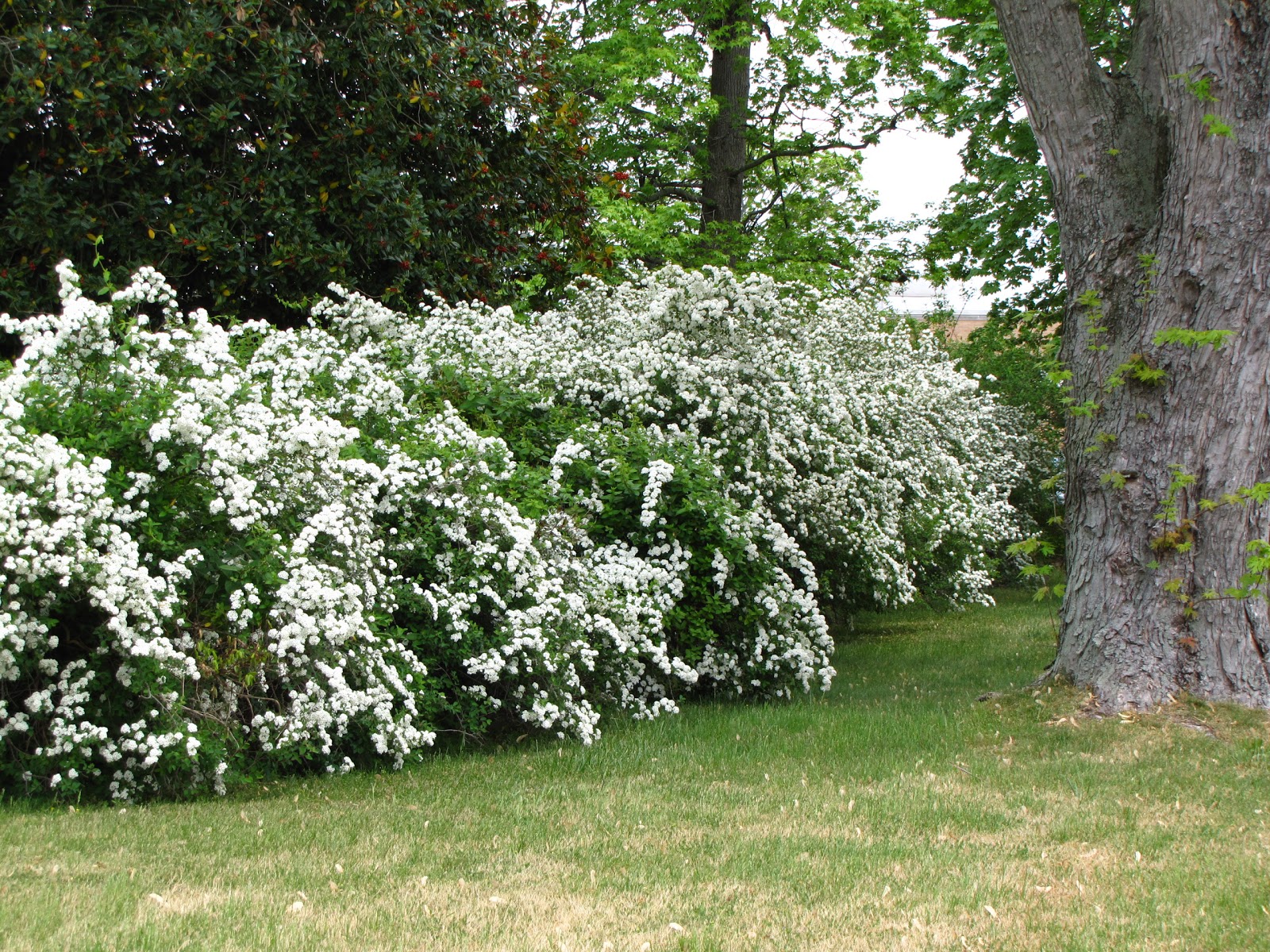 Bridle Wreath Spirea
