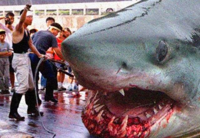 Ikan Terkecil Dan Terbesar Di Dunia Dunia Air