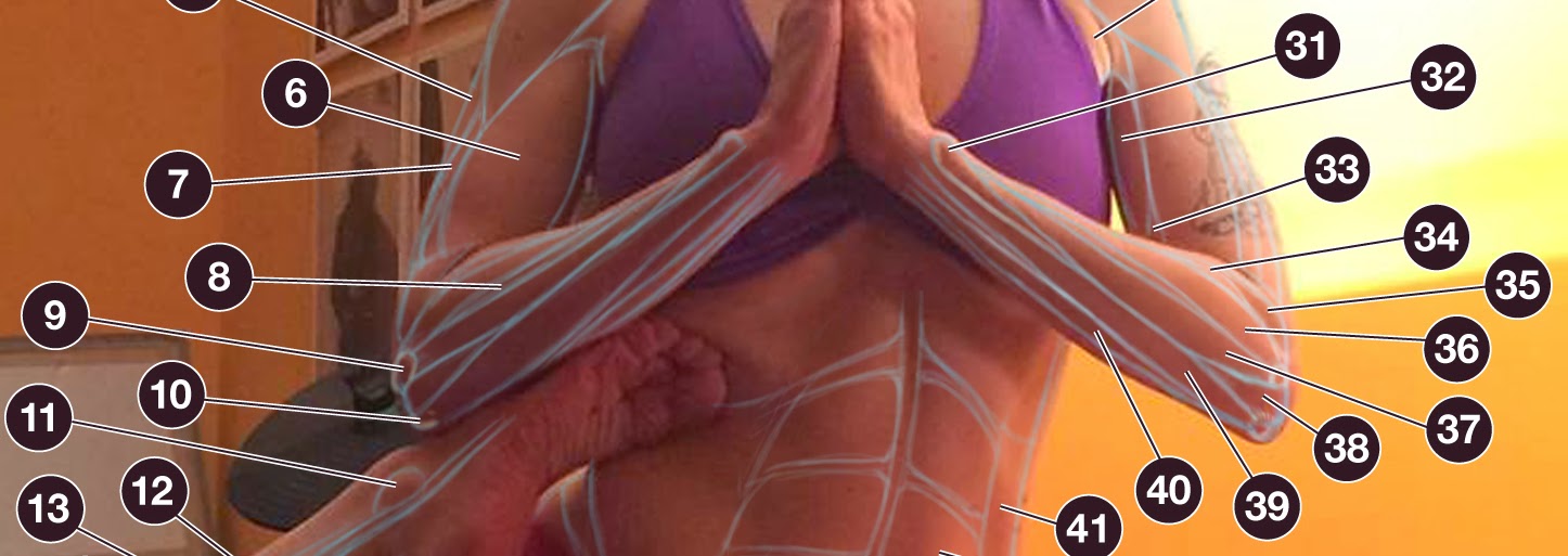 Human Anatomy for the Artist