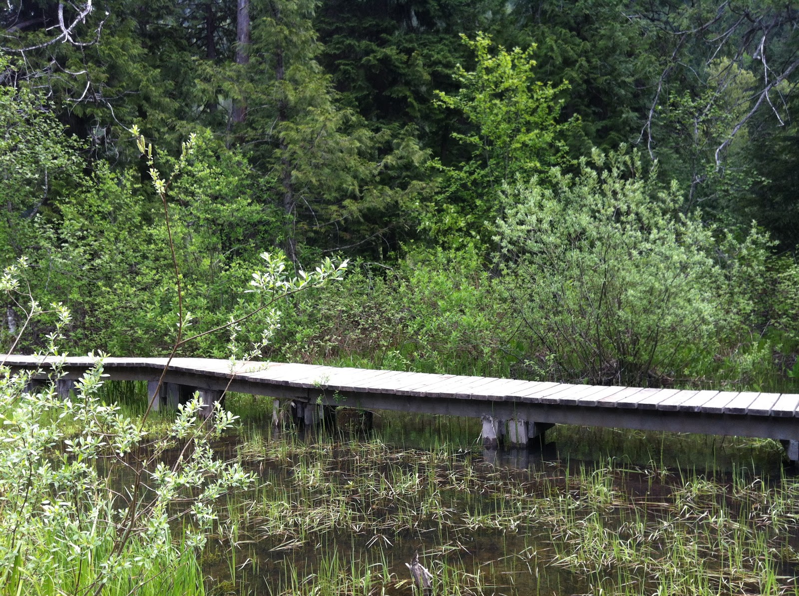 Revelstoke Trails Skunk Cabbage Boardwalk Wild West Coast Adventures