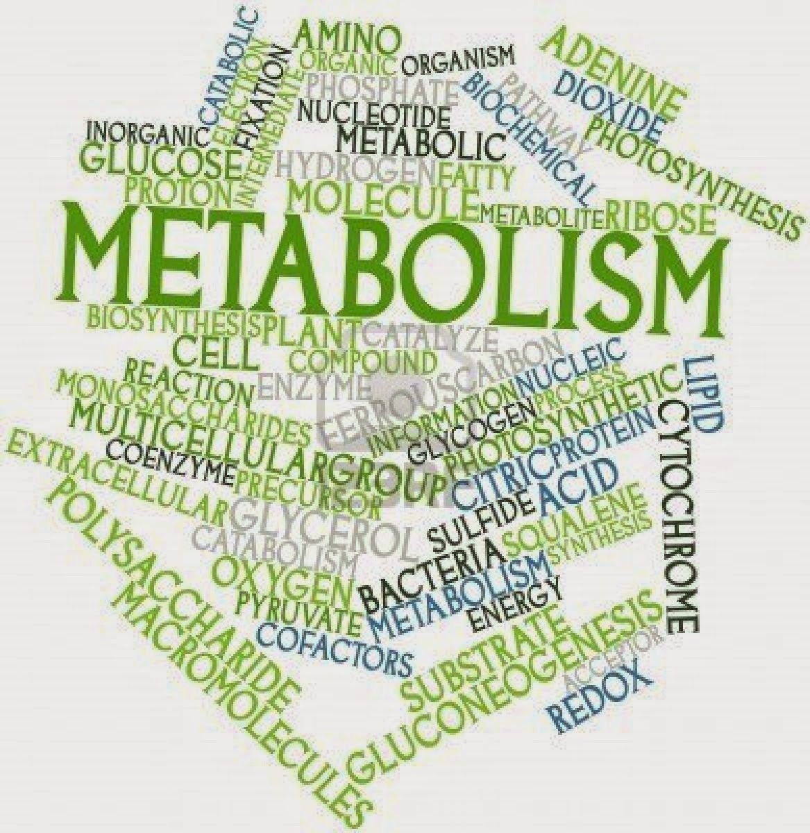 what is the metabolism Live healthy and fit