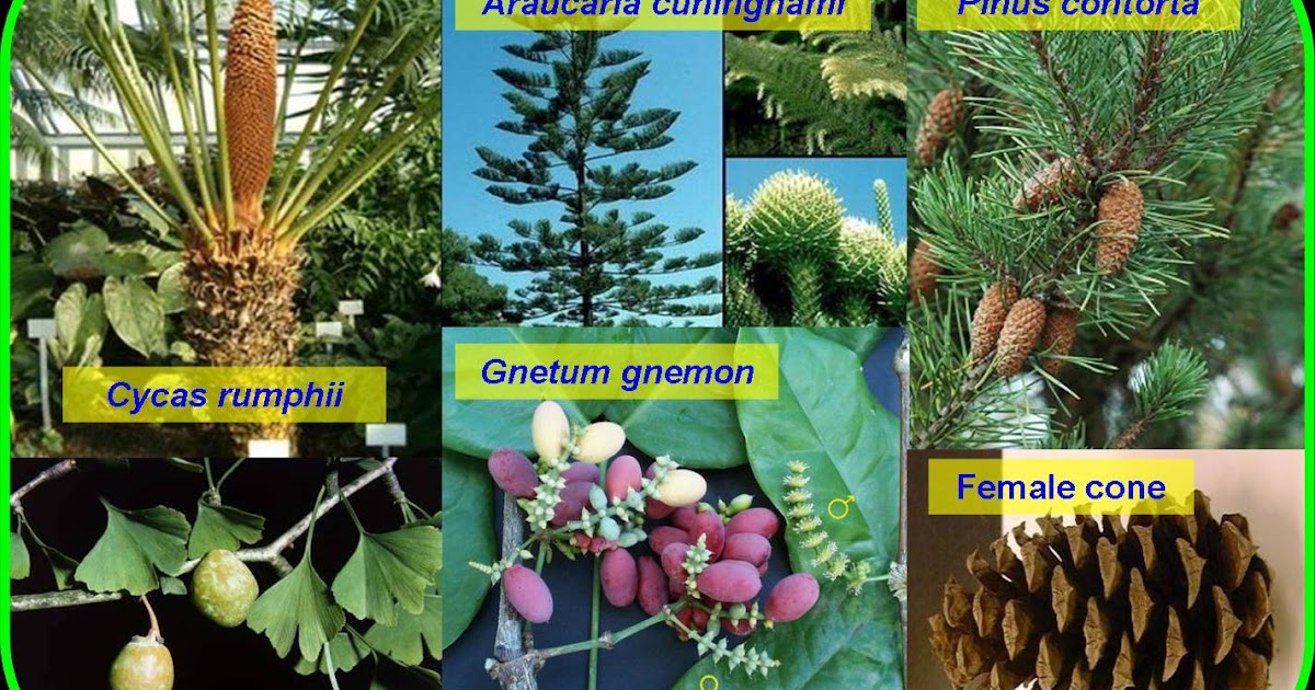 Taksonomi dan Klasifikasi Makhluk Hidup Spermatophyta
