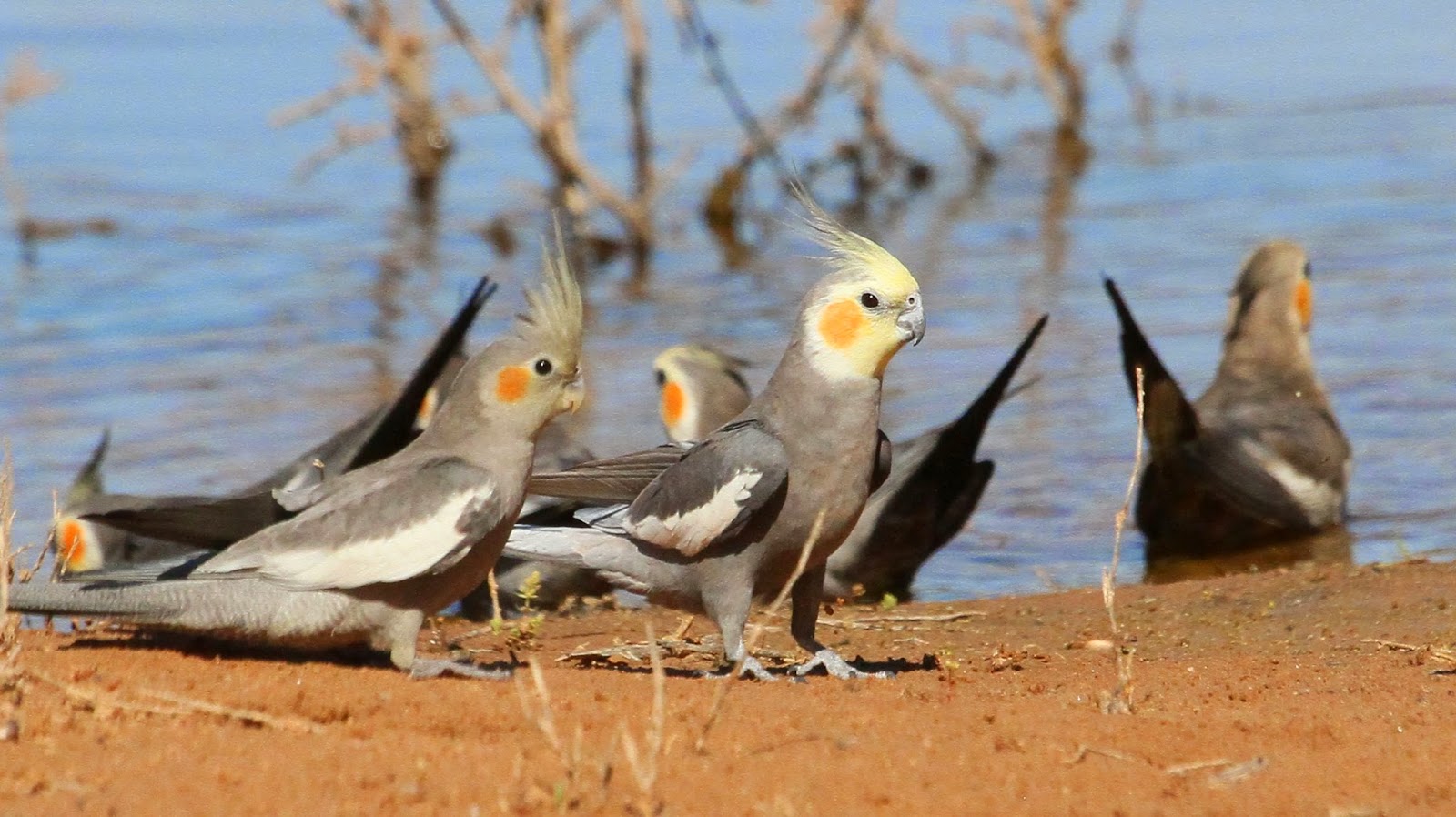 Richard Waring's Birds of Australia Colourful Parrots Mulga Parrots