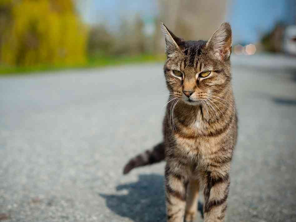 Why Cats More Popular Than Dogs Nowadays About Your Pet