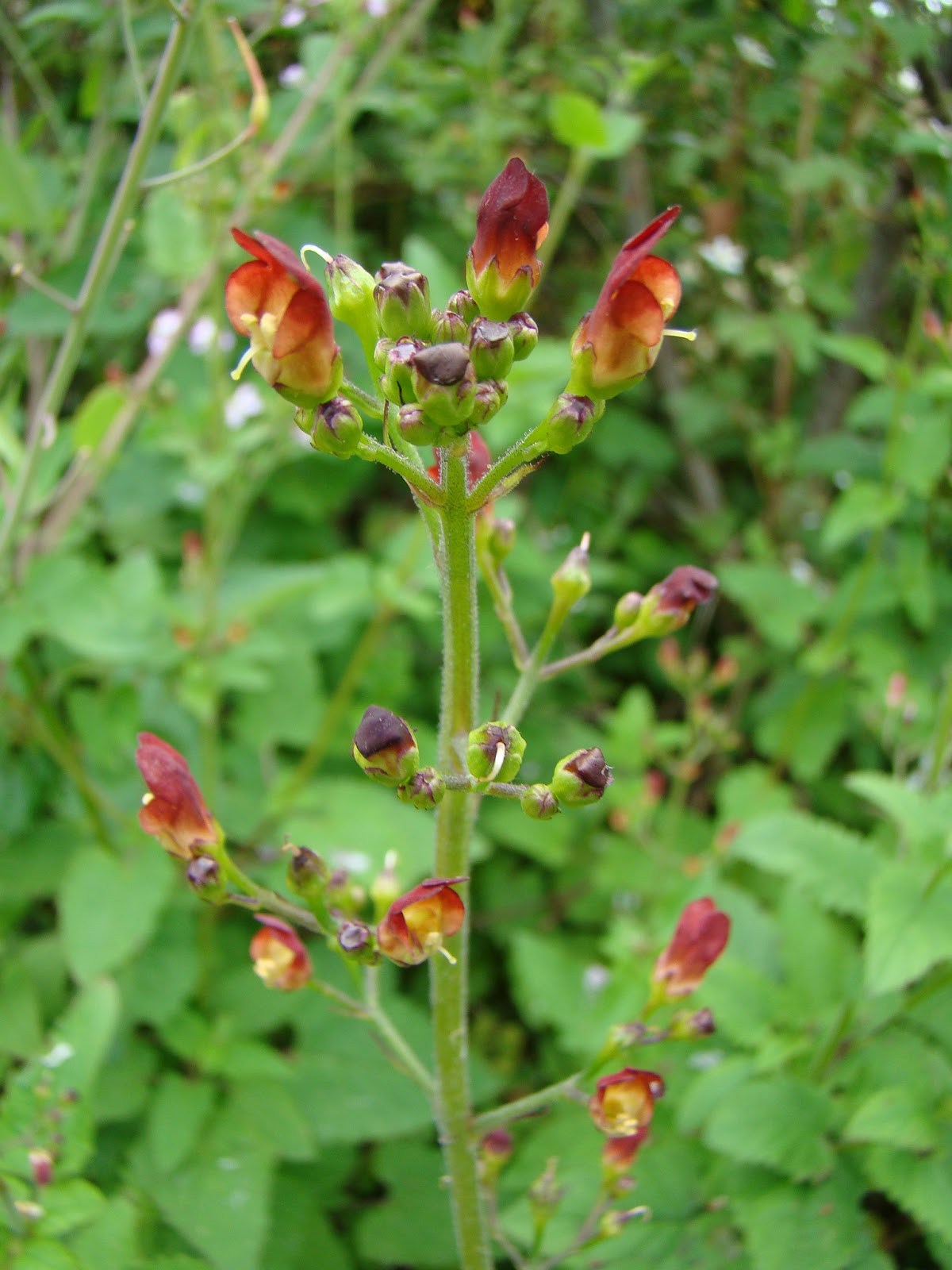 Leaves of Plants Figwort