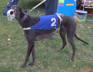 Bettina greyhound in racing gear