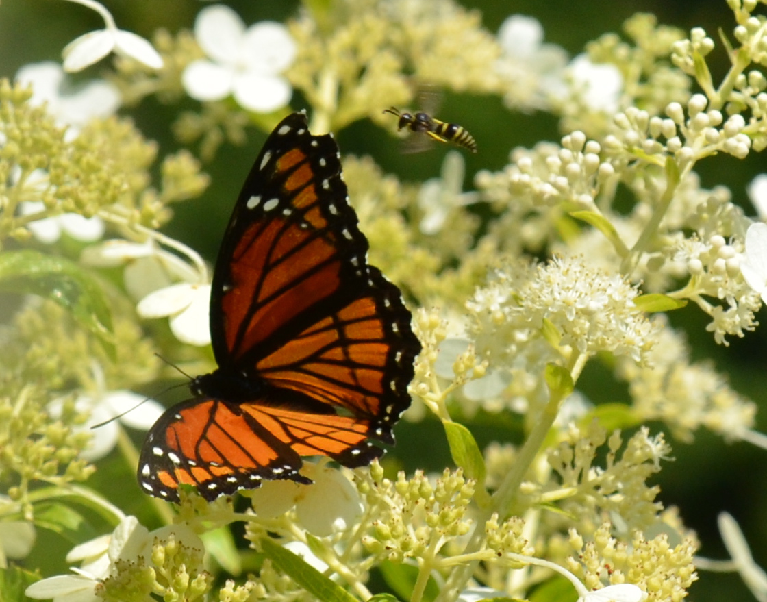 Flower Hill Farm Flower Hill Farm BUTTERFLIES OF 2011 Favorite Viceroy