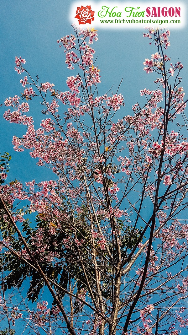 [Image: Hoa-mai-anh-dao-khoe-sac-o-cung-duong-deo-Da-Lat-3.jpg]