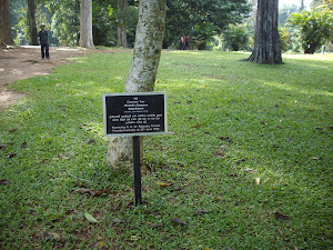 Tree planted by  Dr Rajendra.Prasad,First President of India.