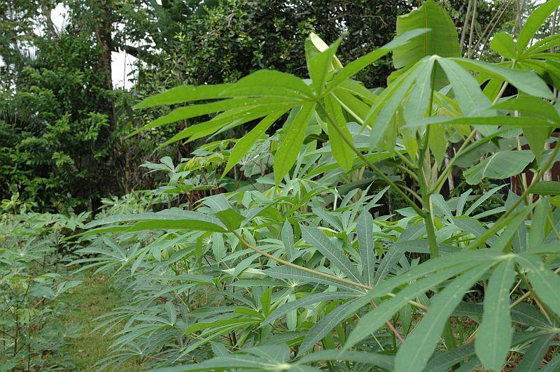 Cassava Leaf Health Benefits Cassava Leaf Health Benefits