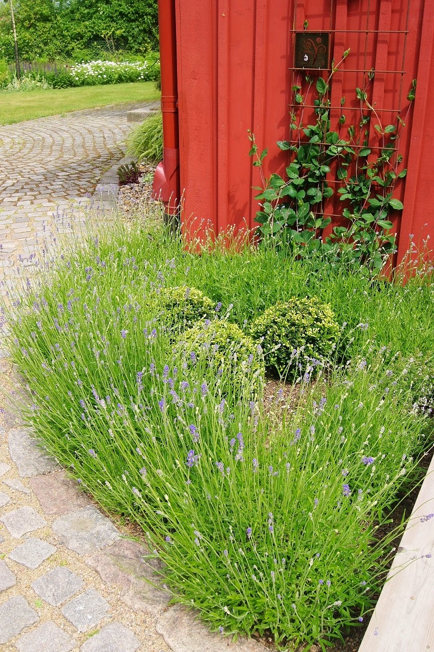Mejrams!: lavendel munstead tillsammans med japansk järnek