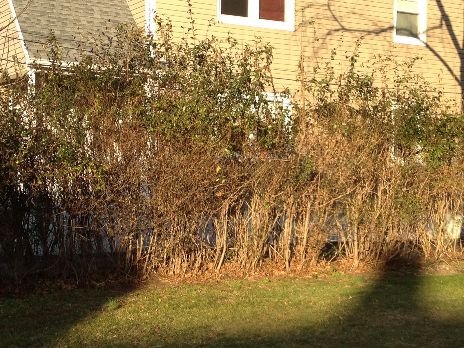 Lucy on Gardening WINTER PRUNING OF DECIDUOUS TREES AND SHRUBS