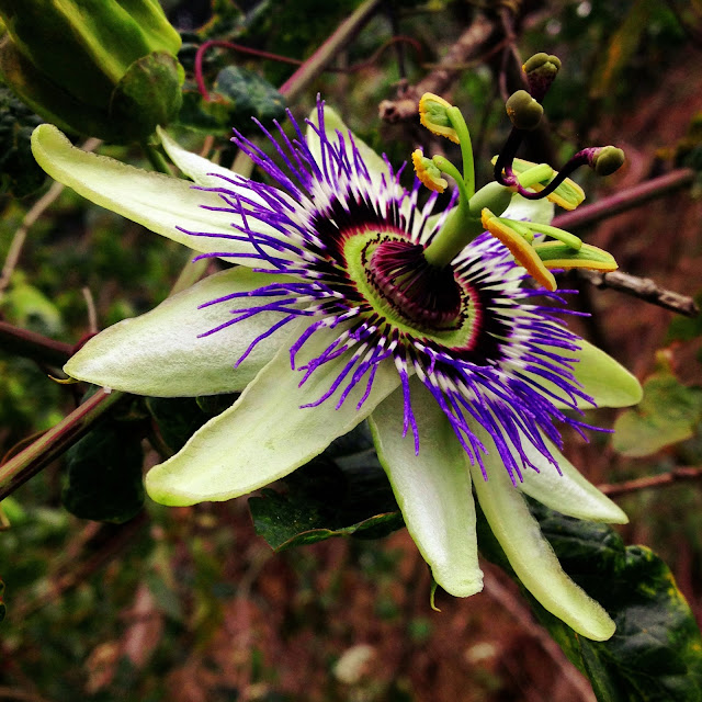 Back of the Cereal Box The Decidedly NonSexual Fruits of Passion