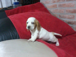 Basset bicolor