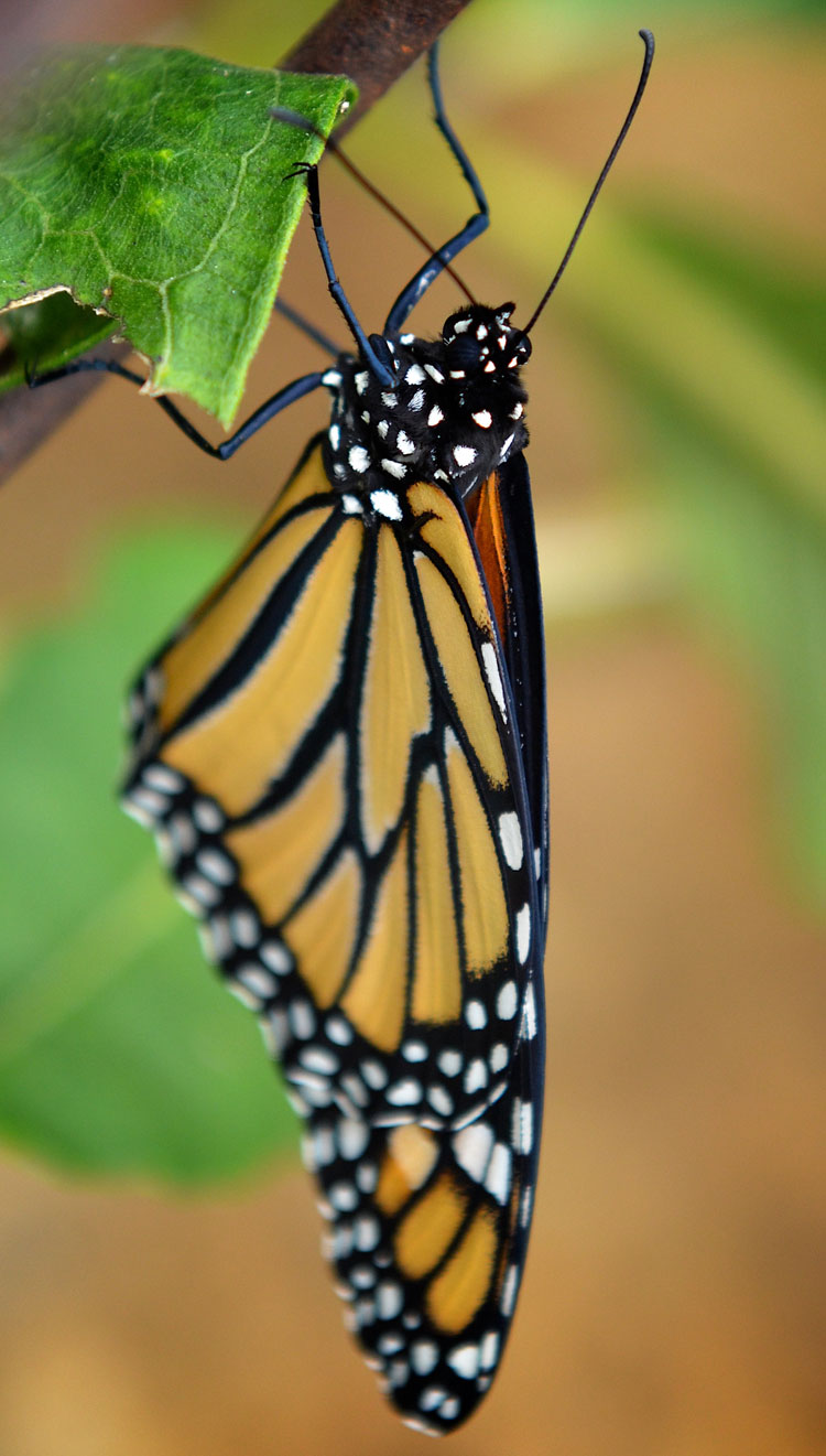 Red and the Peanut Monarch butterfly—from chrysalis to flight...