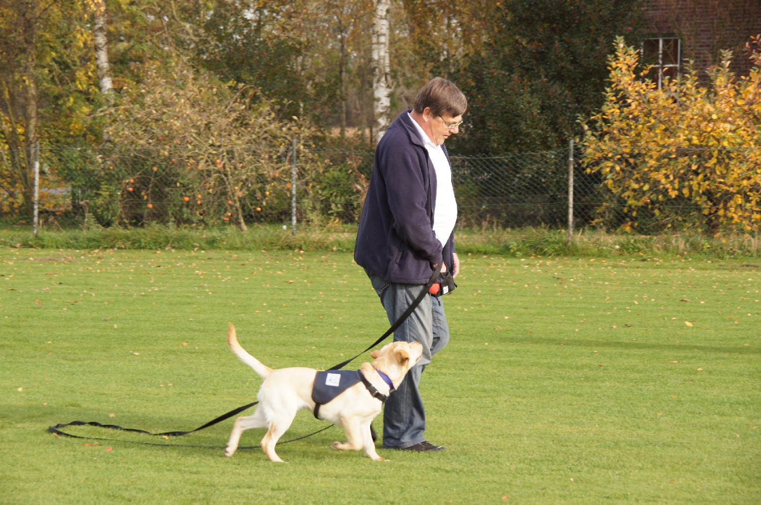 Ginny, hulphond in opleiding Collectieve training aan de lange lijn