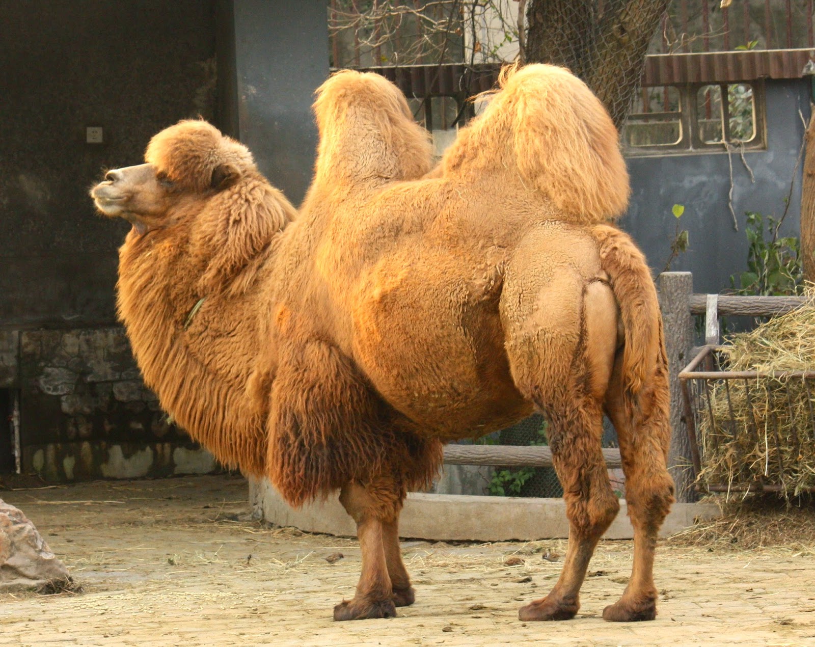 Bactrian Camel Fun Animals Wiki, Videos, Pictures, Stories