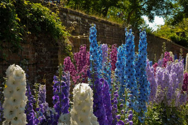 Godinton House, Delphinium, flower garden, famous, walled garden