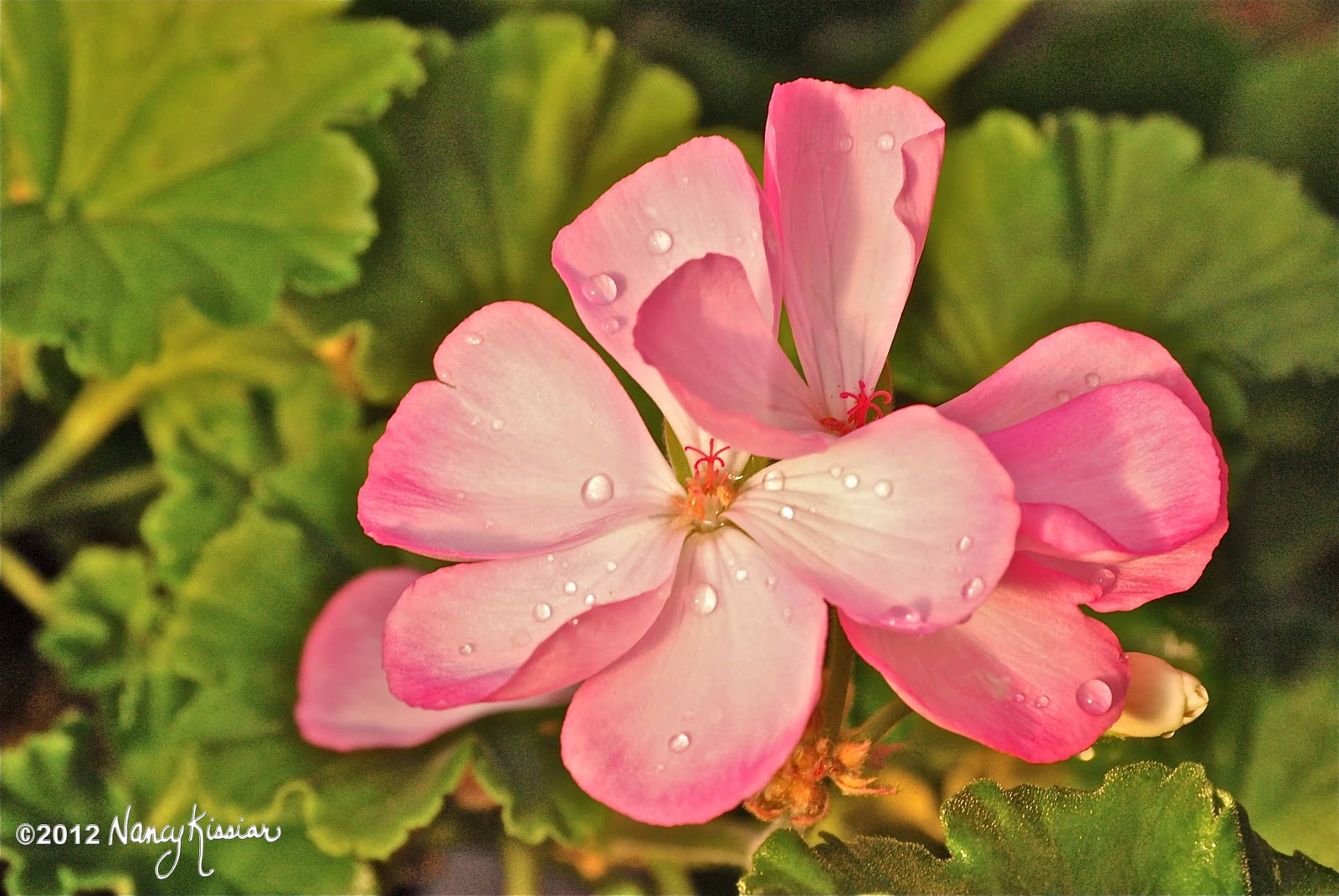 Wild About Texas Flowers in January