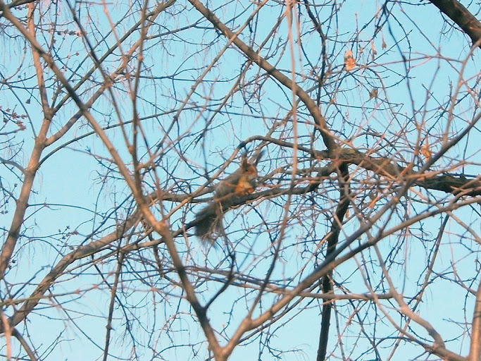 Лесная белка