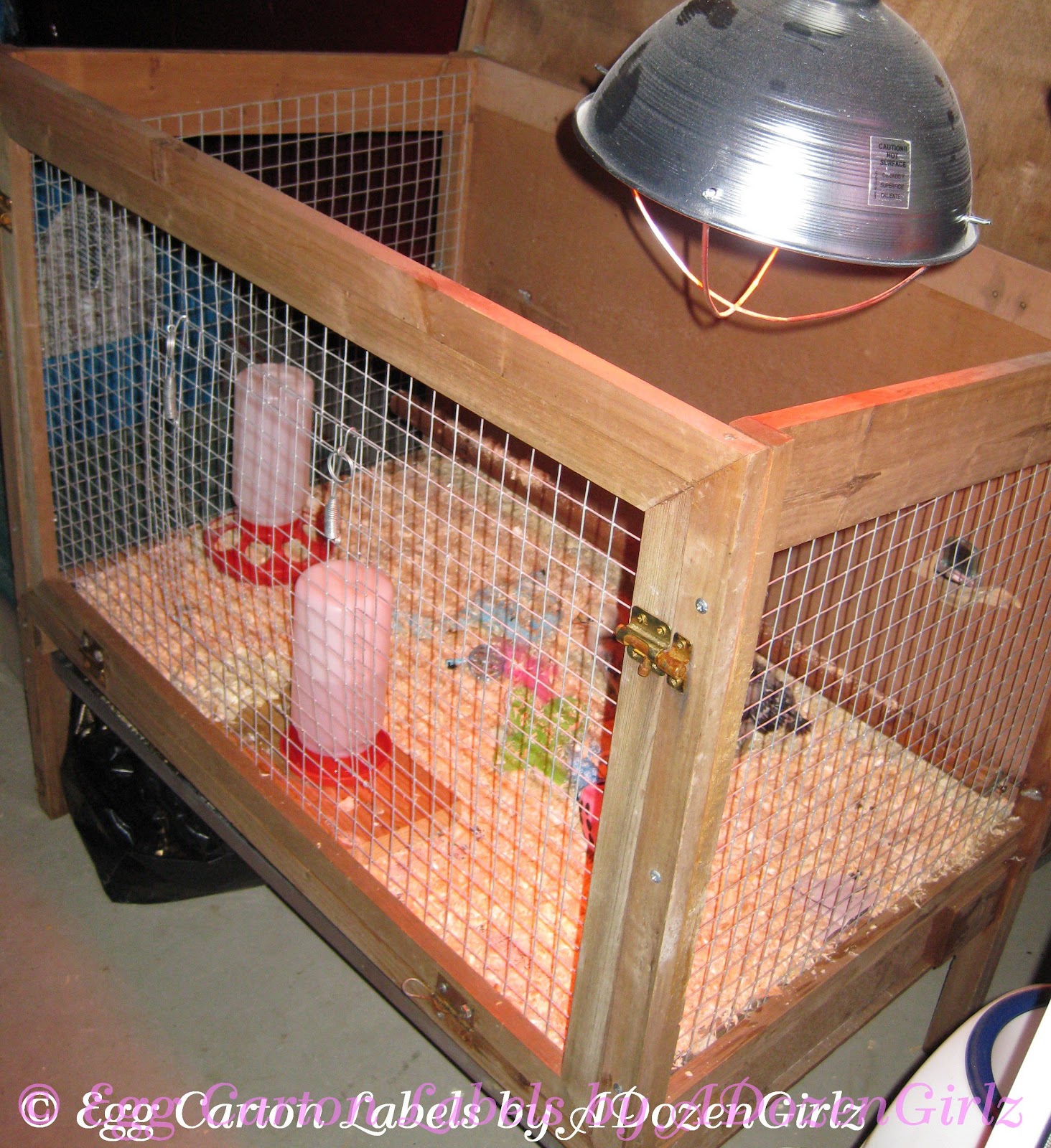 The Chicken Chick® Baby Chick Basics. What you need to know to get