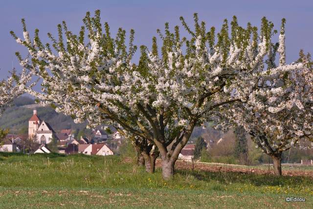 cerisiers de Jussy bicolores
