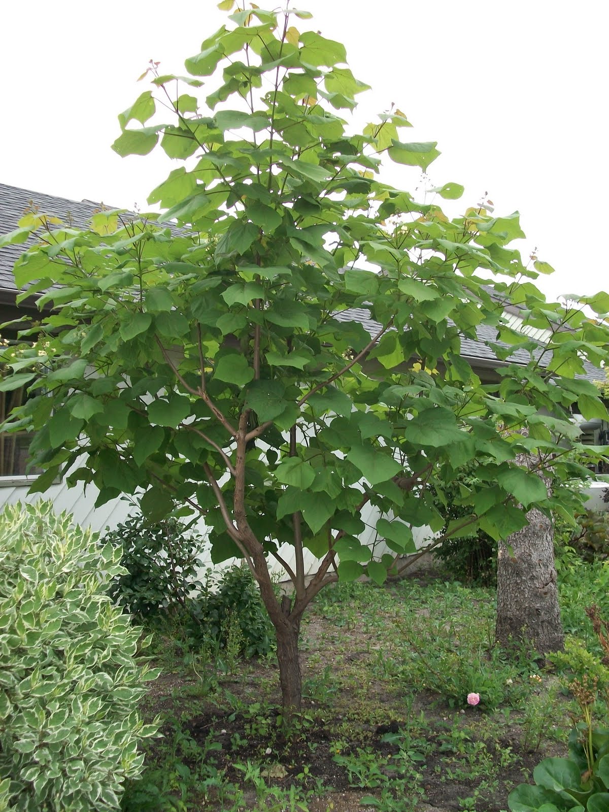 chinese catalpa