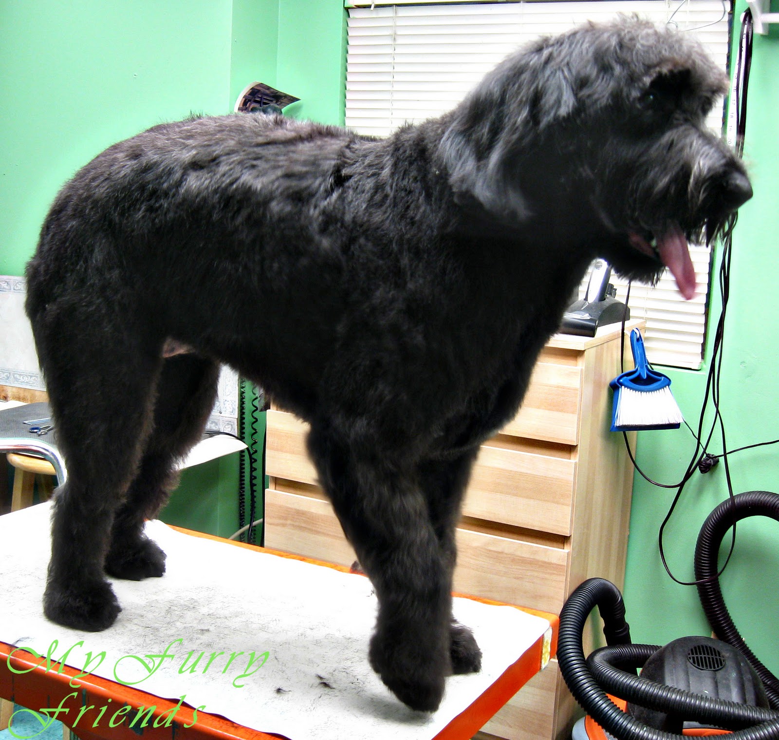 Pet Grooming The Good The Bad The Furry Another Doodle Vent