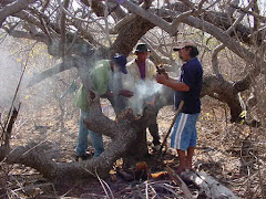 A retirada do mel de abelha na caatinga