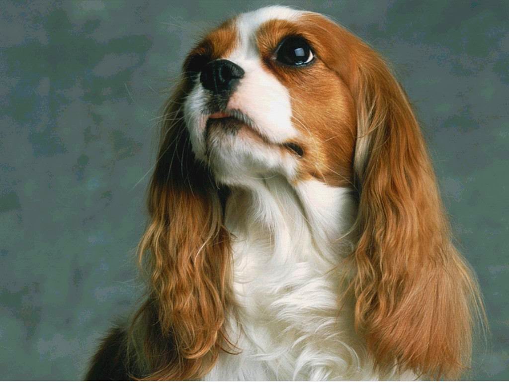 The dog in world s of dogs s of dogs