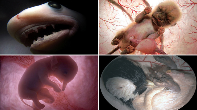 Impresionantes fotos de animales en el útero
