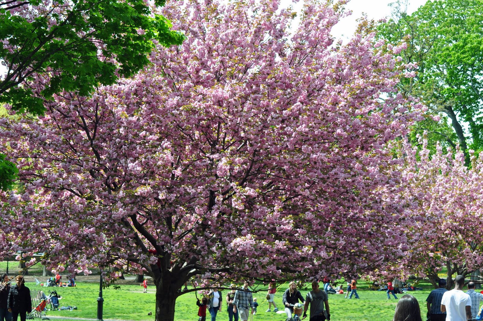 cherrytree cherrytree