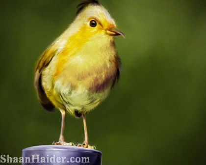 The Real Life  ANGRY BIRDS