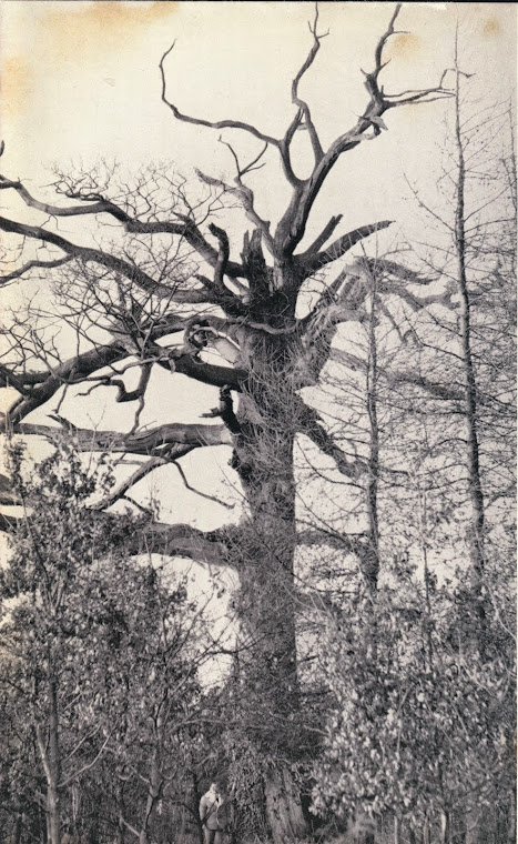 Dr Cyril Hart OBE by the tree in 1961