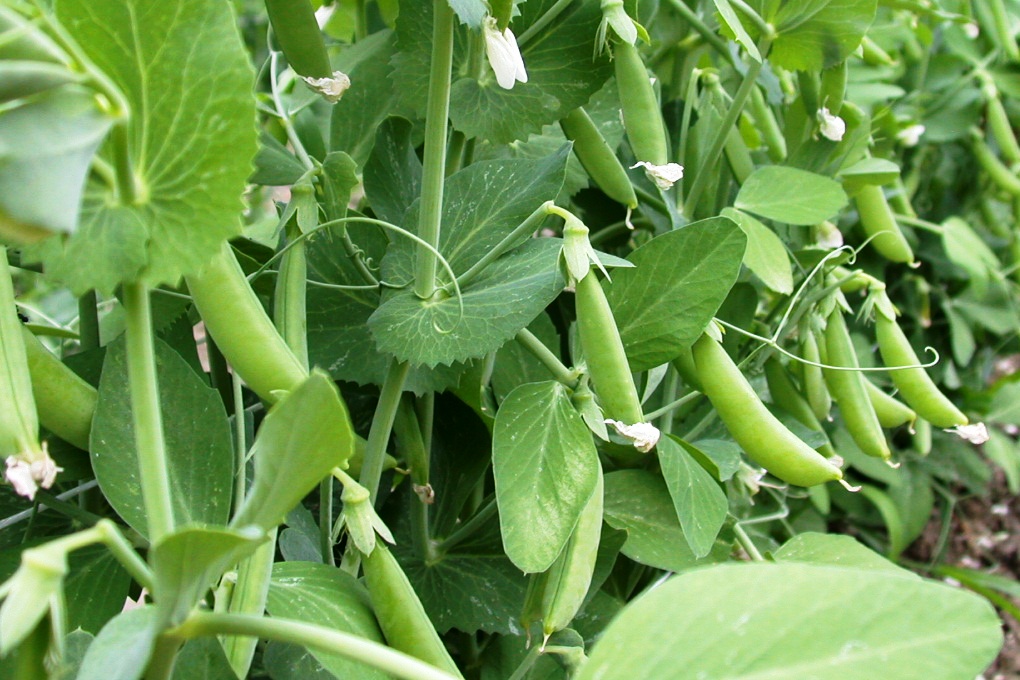 The PRODUCE BLOG by Rick Chong how to buy fresh fruit and vegetables...