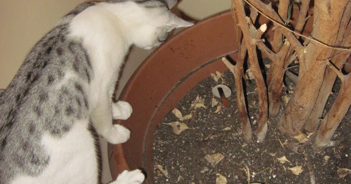 dokuz canlı kedi Ateş Kaptan büyüyor&hellip;