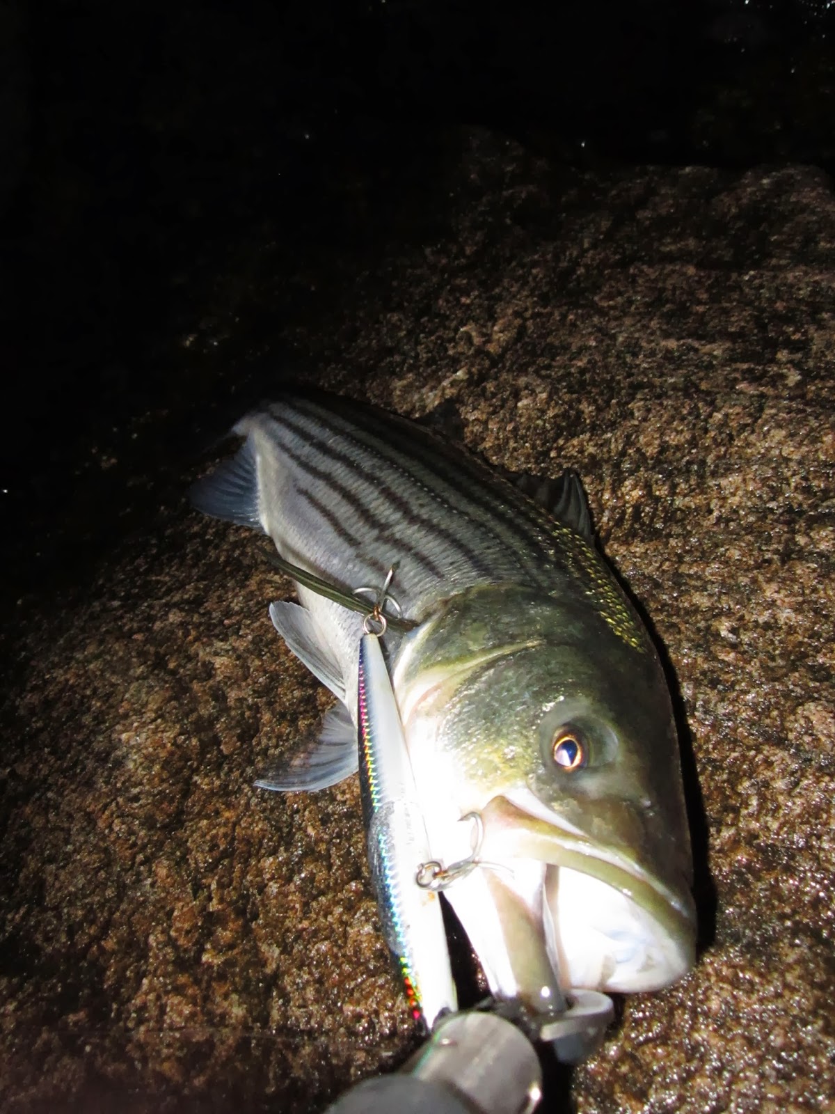 Rhode Island Striped Bass: Nighttime Fishing Perks Up
