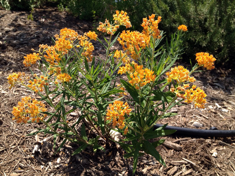 The Grackle Mothering Milkweeds for Monarchs