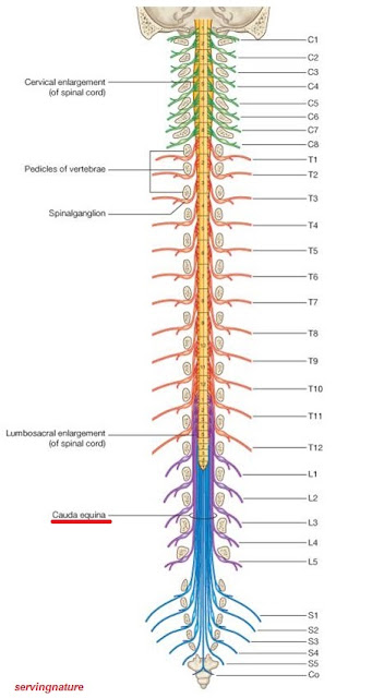 Healthy Body-Healthy Mind: Spinal Cord Anatomy